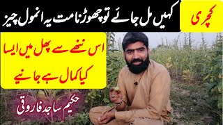 Top Health benefits of kachri/chibber | medey ki kamzori ka ilaj | bhok na lagna | wild melon |