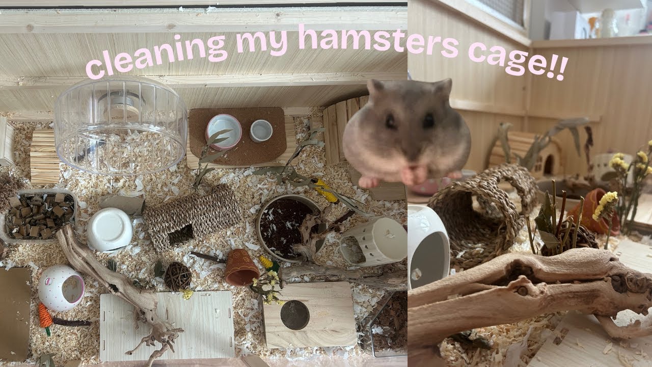 cleaning my hamsters cage!!