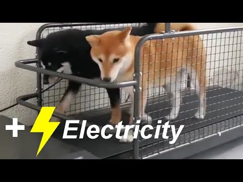 shib-power-generator