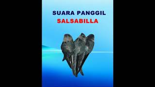 Suara panggil walet original,respon mantap memancing anak walet datang.