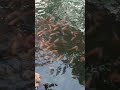 You’re the most popular person at the pond.😂#pets #shorts #fish #lunchtme #pets #cat #turtle #air
