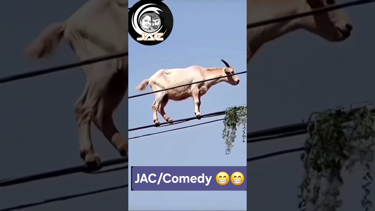 JAC/Comedy | Sai Baba | Mevigagi | JAC 