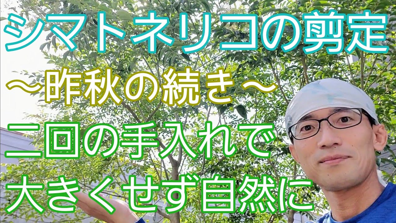 シマトネリコの剪定 大きくせずに自然な樹形を保つには 年2回の手入れを 昨年の続編 Youtube