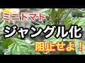 【ミニトマト作り初心者必見】管理しないとこうなる