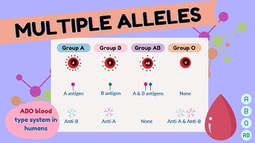 Multiple Alleles I SHORT EXPLANATION