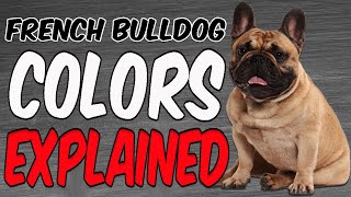 Frenchie Colors Explained #frenchbulldog #frenchie #bulldogfrances