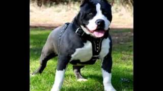 Serbian Pit Bull