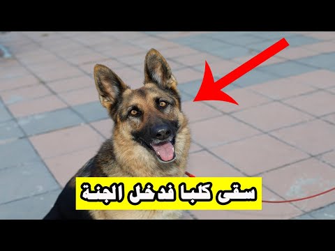 قصة الرجل الذي سقى كلبا وكيف كان جزاءه