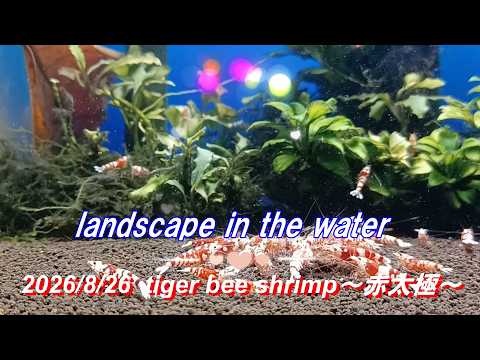 2026/8/26 landscape in the water #タイガービーシュリンプ #赤太極 #アクアリウム #aquarium #癒し #healing