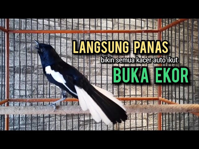 kacer gacor NGEPLONG TARUNG NEMBAK BUKA EKOR ini paling AMPUH buat PANCINGAN KACER agar EMOSI class=