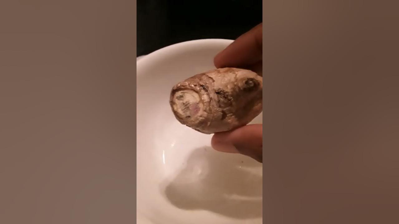 When Mold Grows on the Wound of Ginger... YouTube
