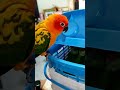 Tina sun conure meets indian ringneck for the first time