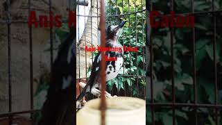 Anis Kembang Calon Gaco, volume suara, speed \u0026 lagu joss