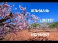 Гуляем среди цветущих деревьев миндаля в Испании в феврале. Ira&amp;Gerold. Зима в Каталонии.