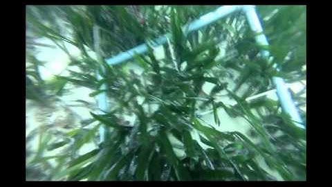 Monitoring Posidonia oceanica