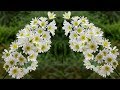 how to make foam paper flowers :making foam sheet flowers |diy videos