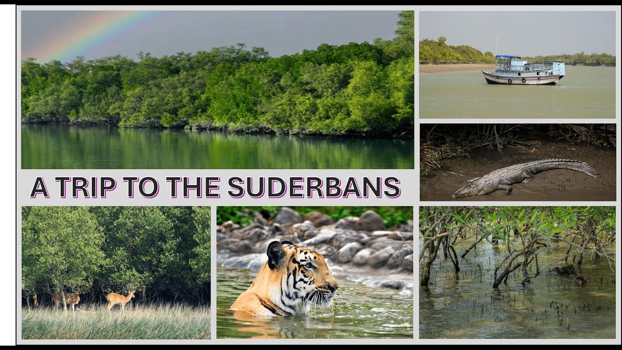 Exploring the Mysterious Sundarbans | Mangrove Forest Adventure 🌿🐅 ...