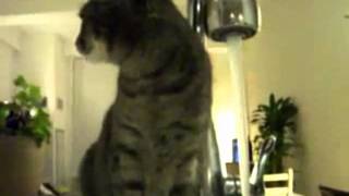 Кошка не обычно пьет воду Кошка не обычно пьет воду
