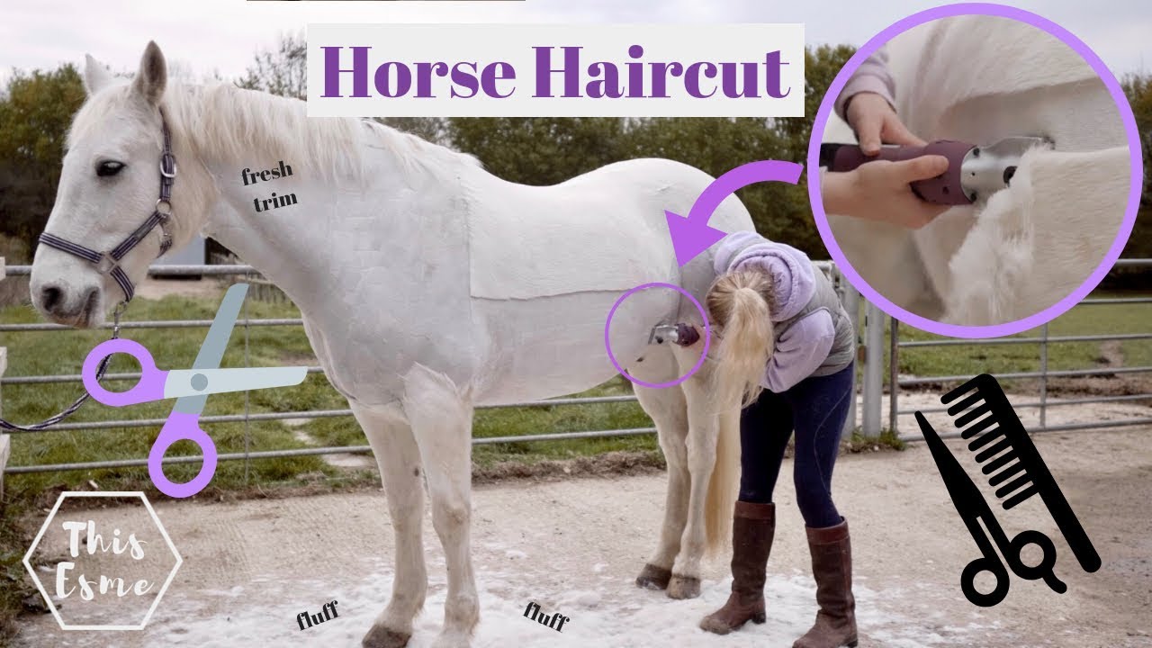HORSE HAIRCUT | Clipping my horse MYSELF for the first time... | This Esme - YouTube horse-haircut-clipping-my-horse-myself-for-the-first-time-this-esme-youtube