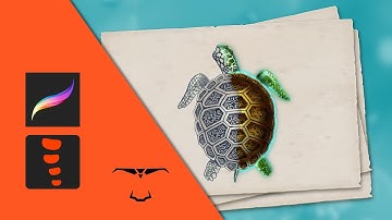 Turtle , drawing process in procreate and animation in spine 2d