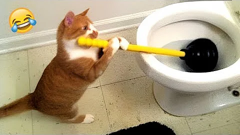 Watch the video about Funniest animals will make you die laughing 😂