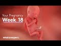 18 Weeks Pregnant - What to Expect