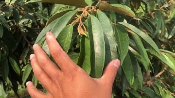 Thời điểm bón phân hữu cơ & tạo cơi đọt cho cây sầu riêng | 0868.661.600