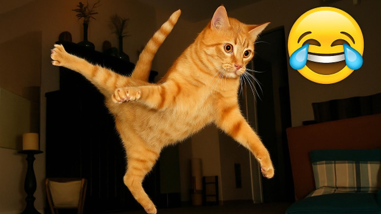 Funniest Cats 2025 😹 The Most Hilarious Cat Moments You’ll Ever See ...