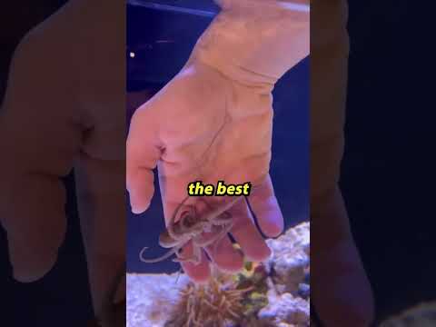Octopuses don’t make