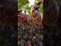 Can 350 Witchers Survive Dinosaurs