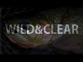 Wild  clear  fishing montanas backcountry