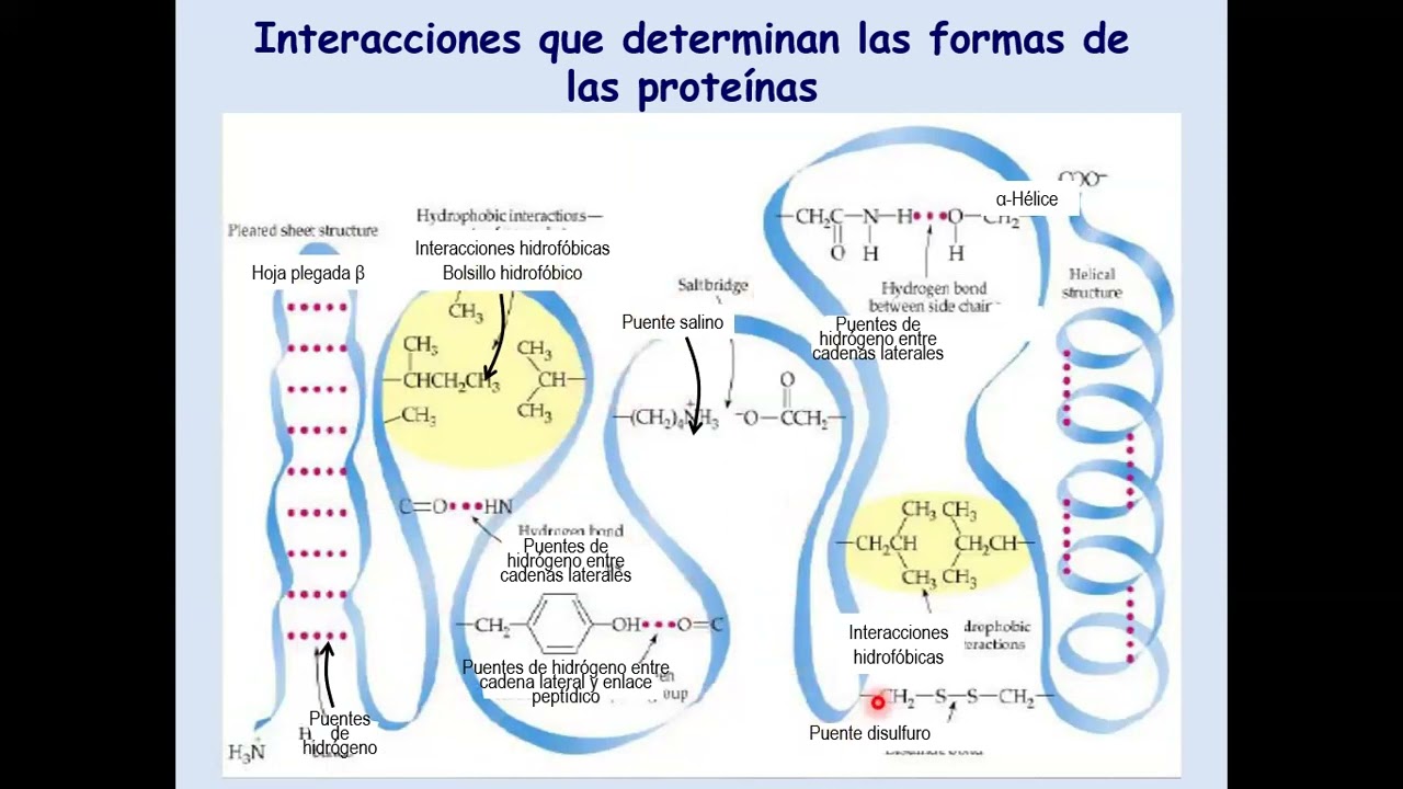 Relación estructura/función en proteínas