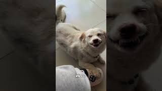 Actually, Huskies aren’t stupid #didyouknow #funnypets #fyp #dog