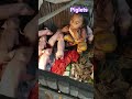 kadaghan sa piglets ni Bcareful..