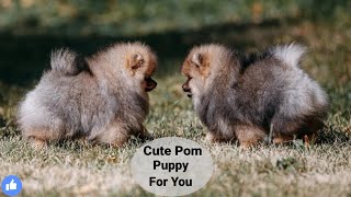 Cute Pomeranian Puppy For You ❤ @thecanisworld1164 #pom #pomeranian #trending #thecanisworld