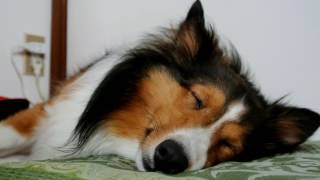 眠いシェルティー/Sleep Shetland Sheepdog
