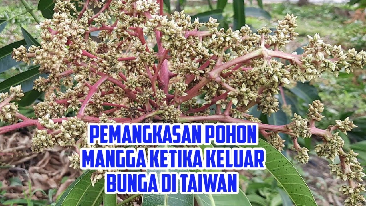 Pemangkasan Pohon Mangga Ketika Keluar Bunga Di Taiwan