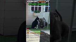 Dogs vs Animals