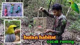 Download Lagu 🔴 MIKAT DAN BERBURU BURUNG KICAUAN SUMATRA | HUTAN ACEH MP3 Download Lagu 🔴 MIKAT DAN BERBURU BURUNG KICAUAN SUMATRA | HUTAN ACEH MP3