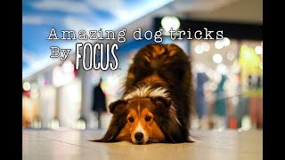 Amazing dog tricks | 3 years together with Focus 💜