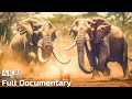 The Largest Land Animals | Wild Ones | Episode 1 | Wild Animals Documentary With Calming Music