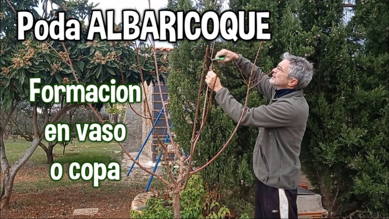 Segunda PODA al albaricoquero, damasco, chabacano. Árbol de albaricoque
