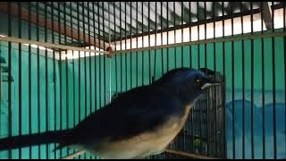 sikatan melayu gacor!!!#sikatanmelayu