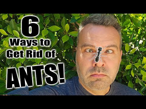 Video: Boj se zahradními mravenci je věcí cti každého zahradníka