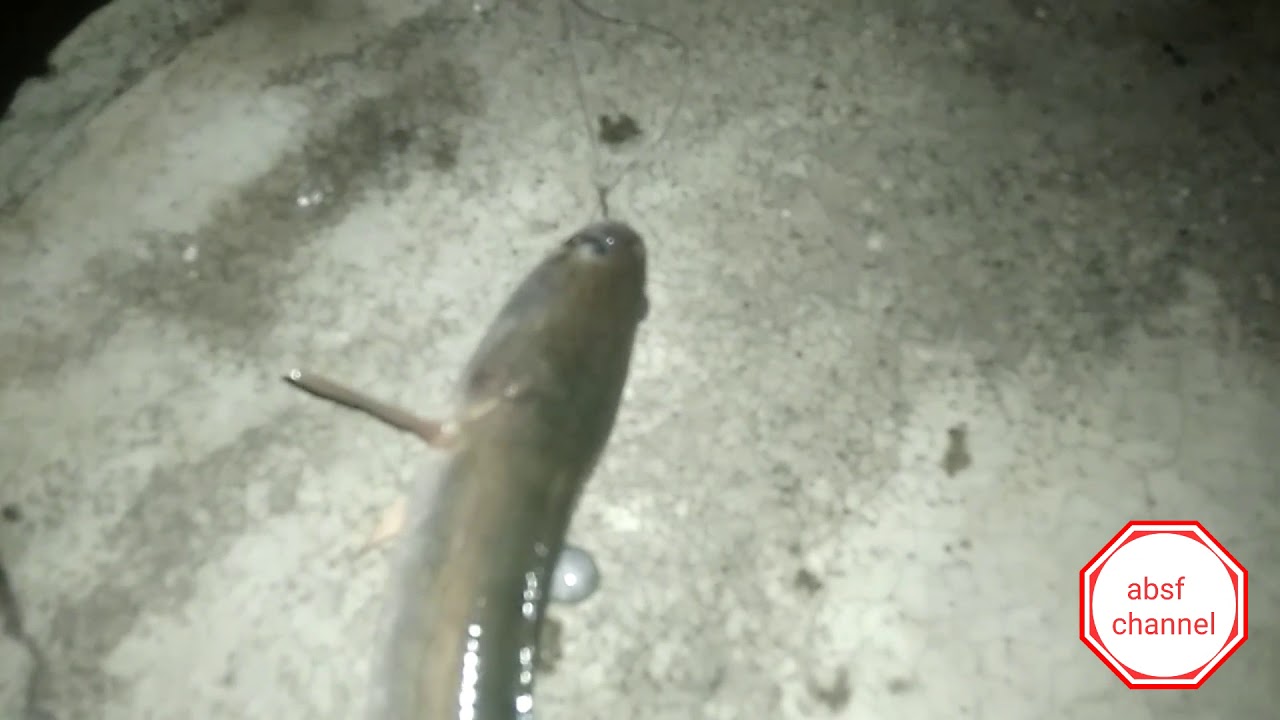 mancing umpan jangkrik + cukak