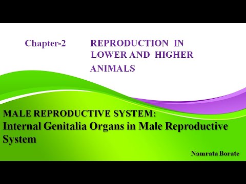 Reproduction in Lower andHigherAnimals Part-3(Internal Genitalia Organs