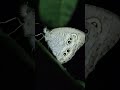 Sleeping Butterfly at Panchavati Park