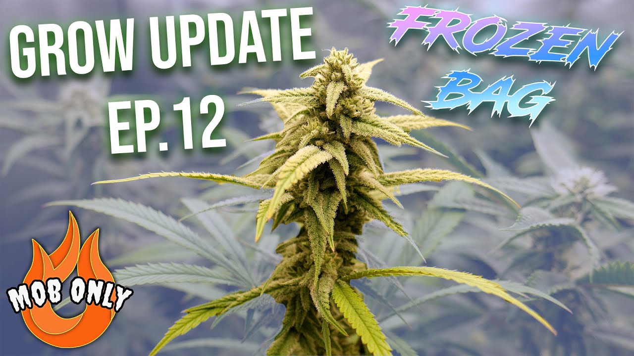 Grow Update 12 FROZEN BAG