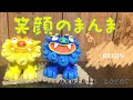 笑顔のまんま ウクレレで弾き語ってみた ウクレレ89 #BEGIN #笑顔 #アホナスターズ #カバー #ウクレレ