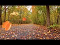 Autumn leaves fallingblowing from trees on a windy fall day  relaxing ambiencefree stock footage